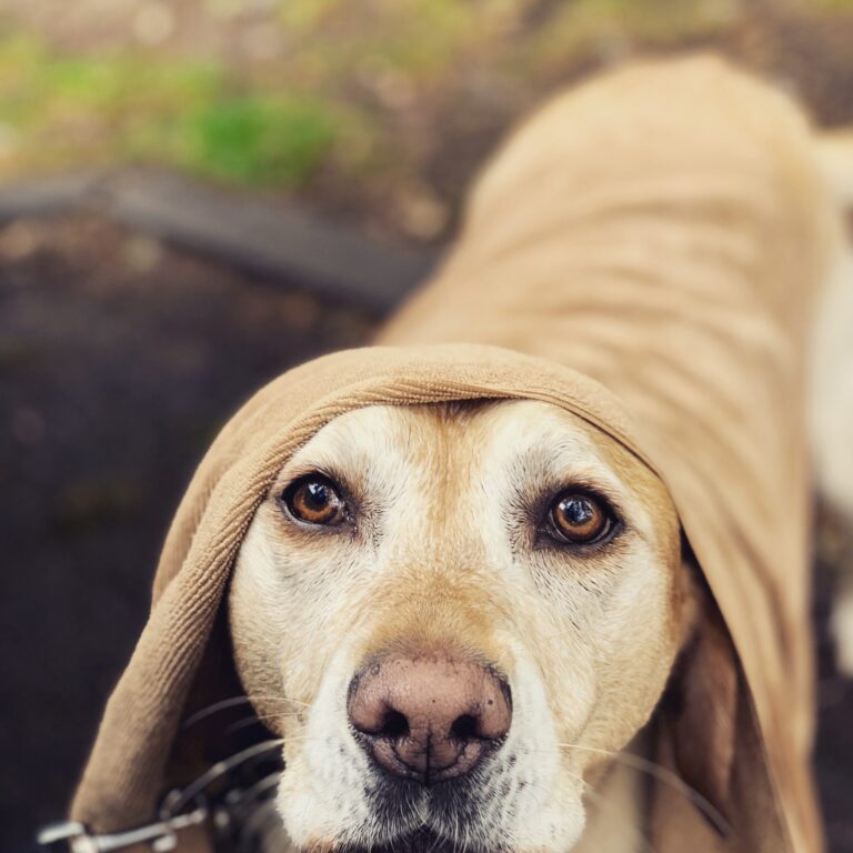 Sophie Diary