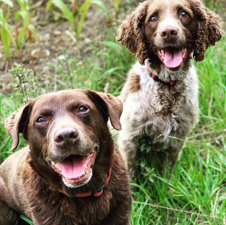 Fraser and Tilly Diary