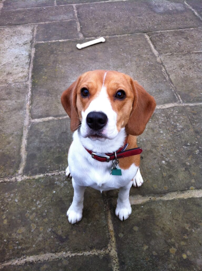 Pippa’s Diary 27 Jan