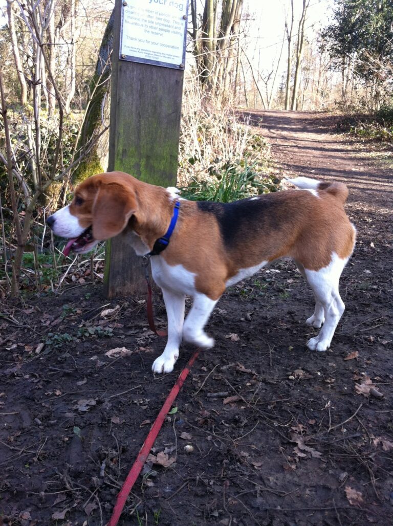 Pippa’s Diary 6 Mar