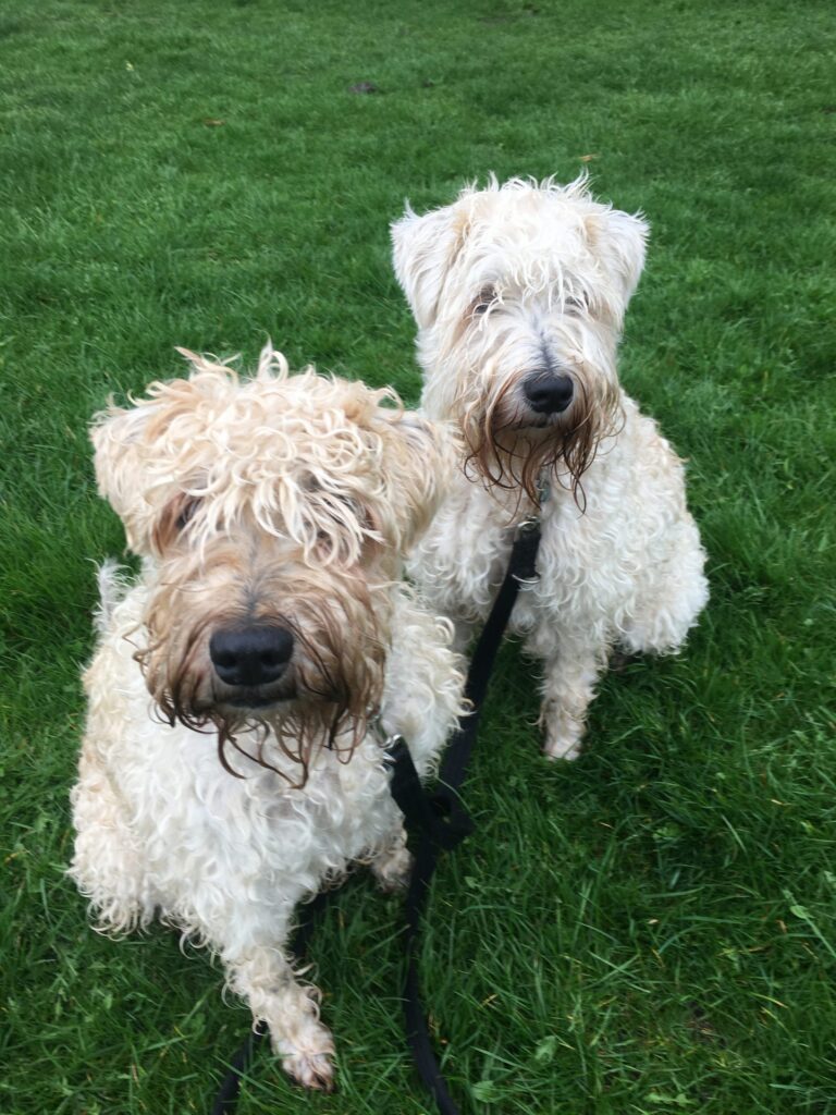 Tess & Izzy Diary