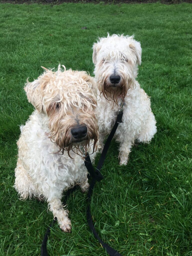Tess and Izzy Diary