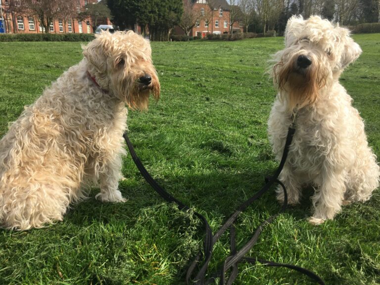 Tess & Izzy Diary