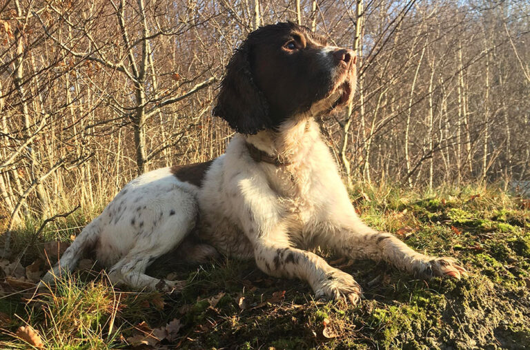 Buddy Diary