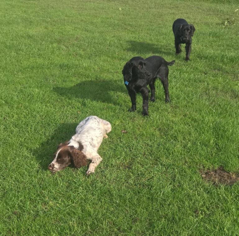 Hollie, Bella and Fern Diary
