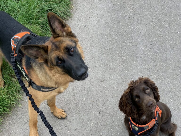 Joop and Roo Diary