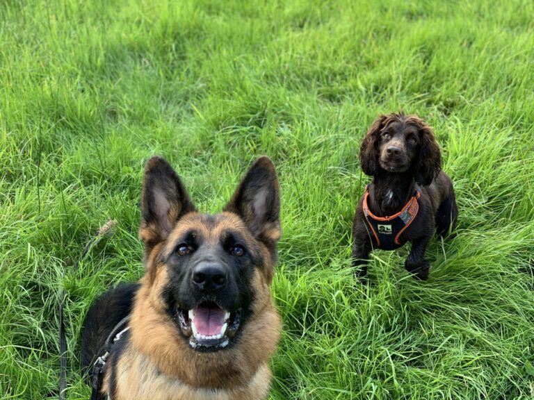 Joop and Roo Diary