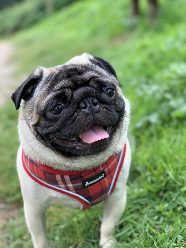 Charlie Diary