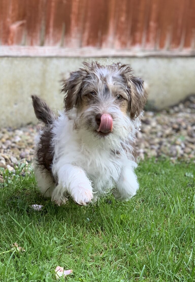 Alfie Video Diary