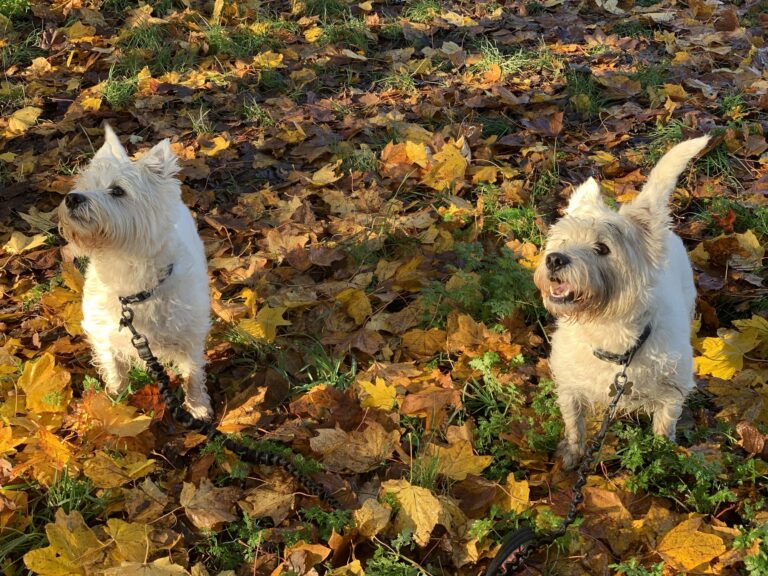 Harvey and Alfie Diary