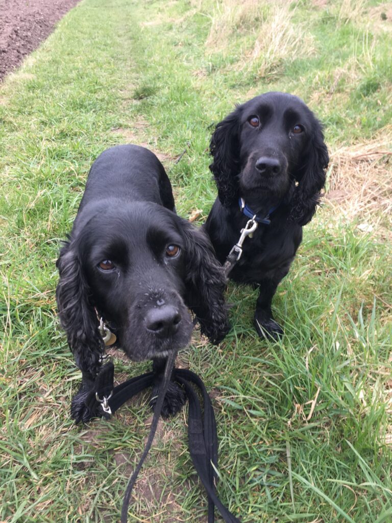 Hollie & Bella Diary