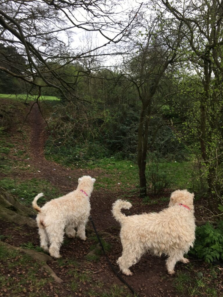 Tess & Izzy Diary