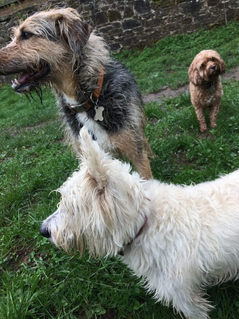 Honey & Hamish Diary
