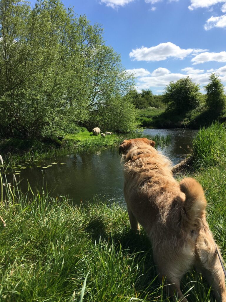 Jess & Toby Diary
