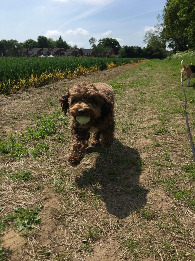 Poppy & Bruno Diary