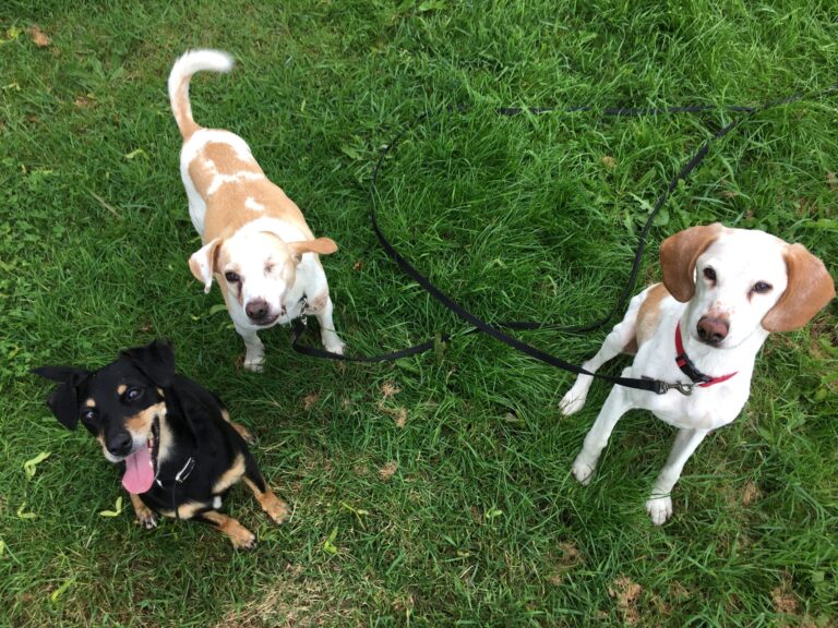 Max, Patch and Cleo Diary