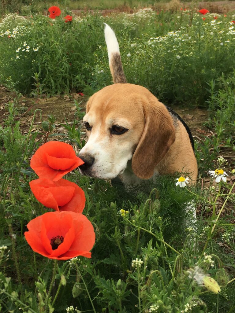 Poppy and Bruno Diary 