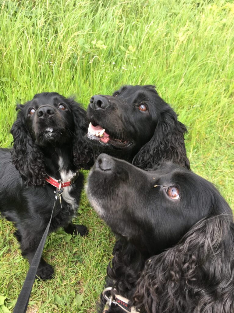 Hollie & Bella Diary