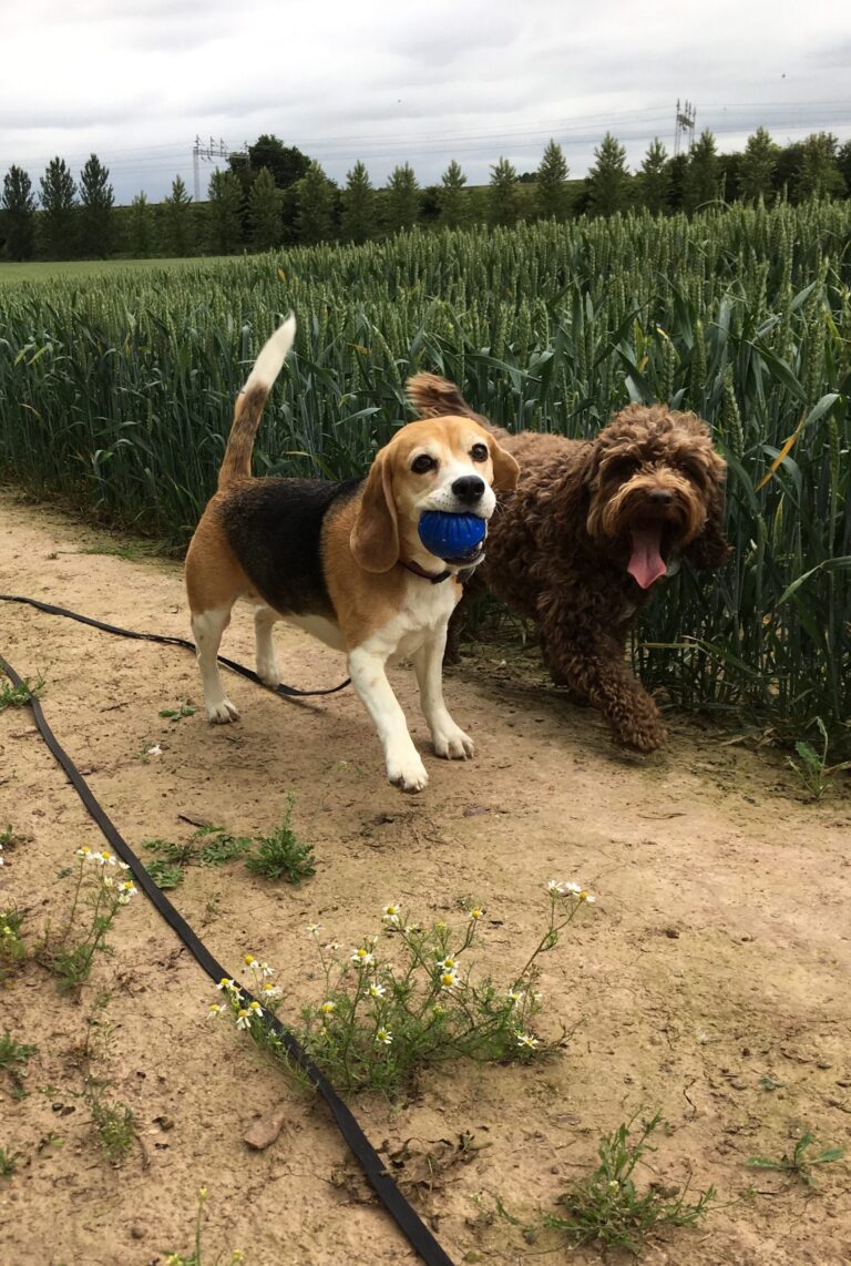 Poppy & Bruno Diary