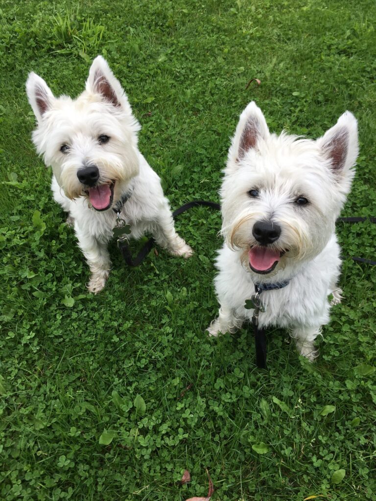 Harvey and Alfie Diary