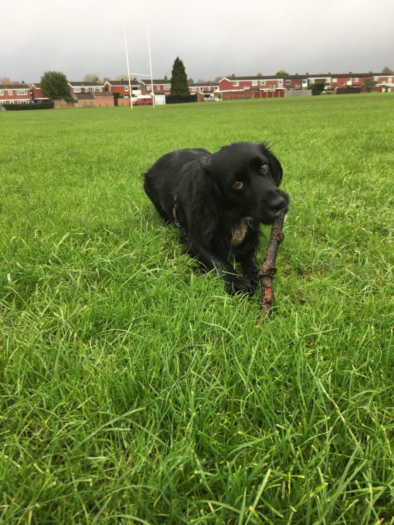 Maggie Diary