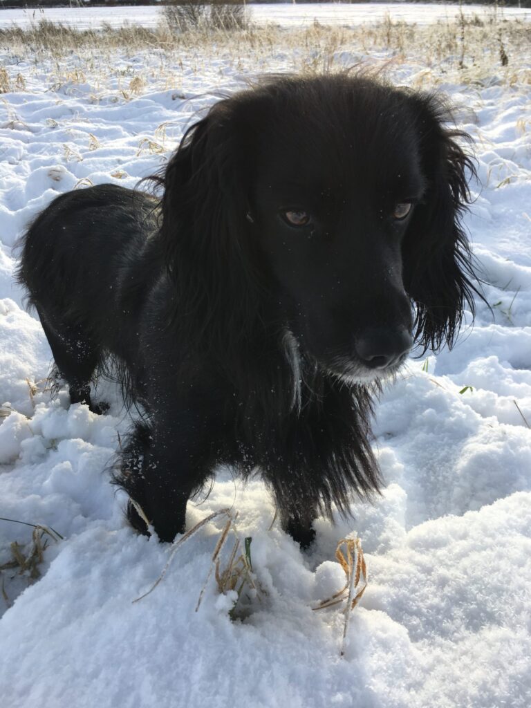 Maggie Diary
