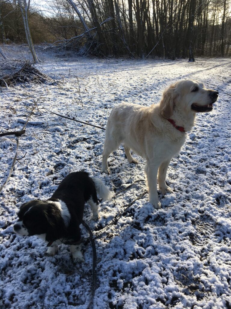 Sally and Tia Diary
