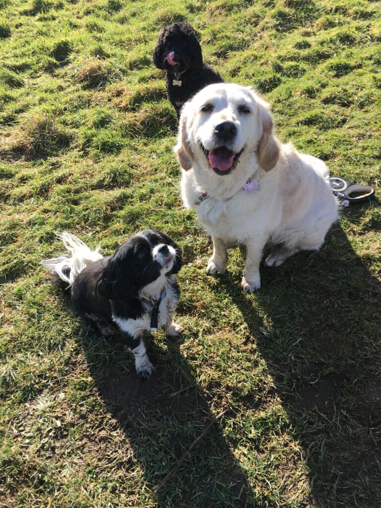 Sally and Tia Diary