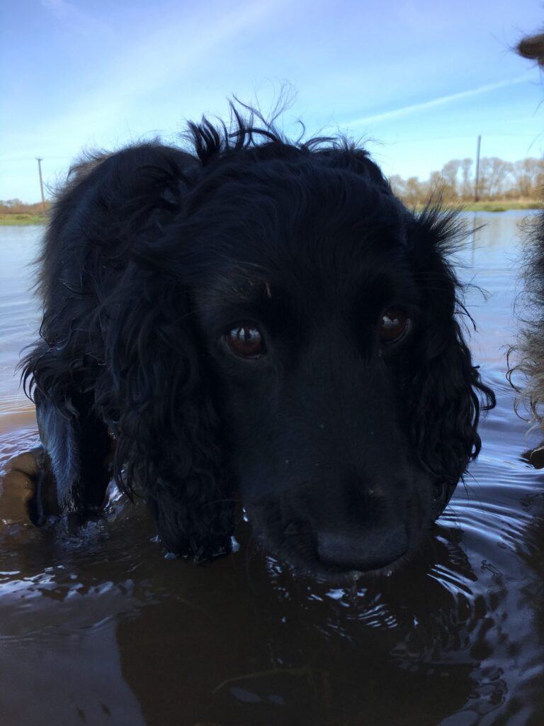 Teal Diary