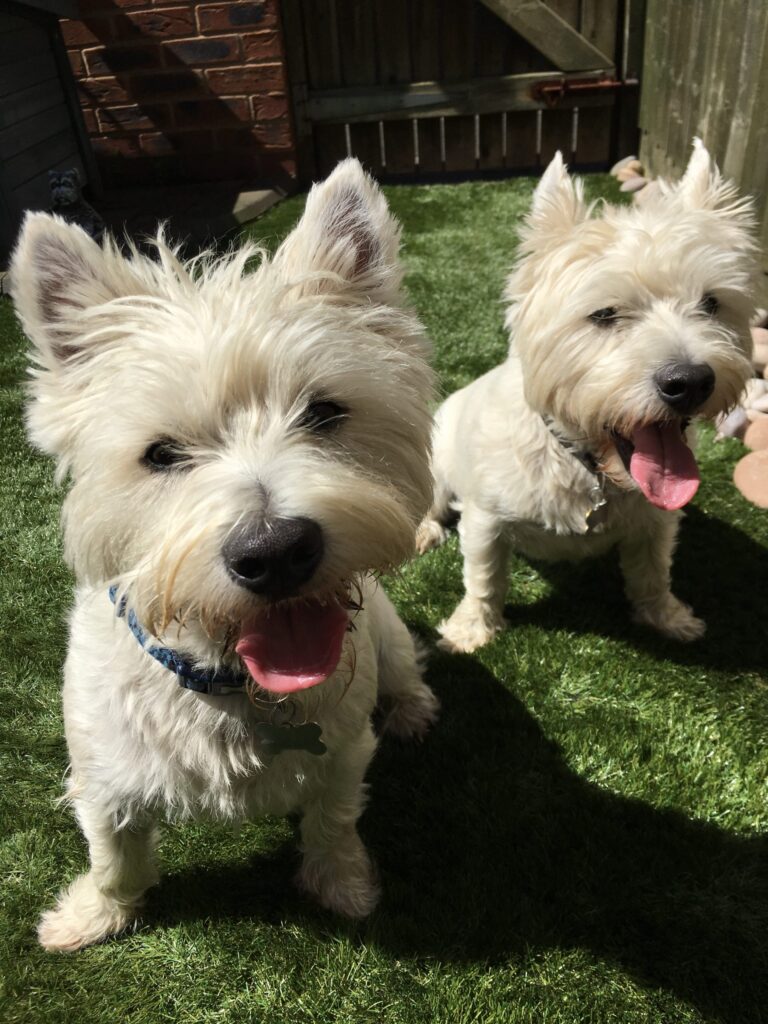 Harvey and Alfie Diary