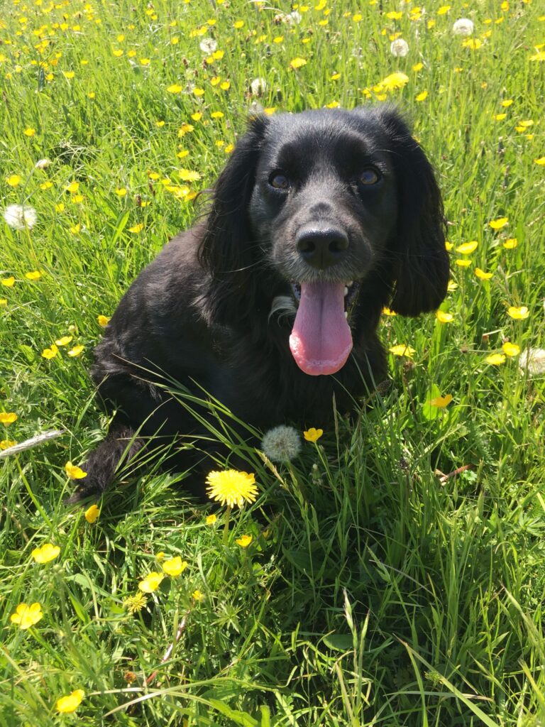 Maggie Diary