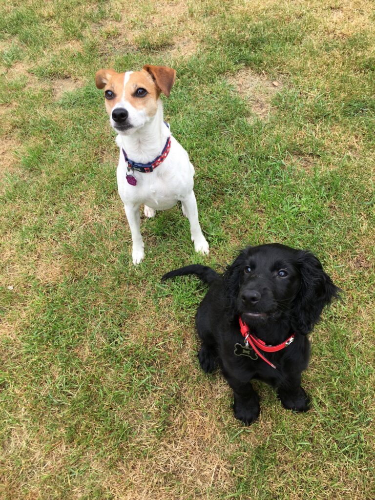 Lola and Bear Diary
