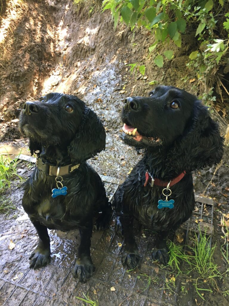 Hollie and Bella Diary