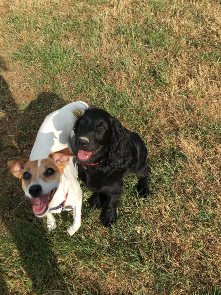Lola and Bear Diary