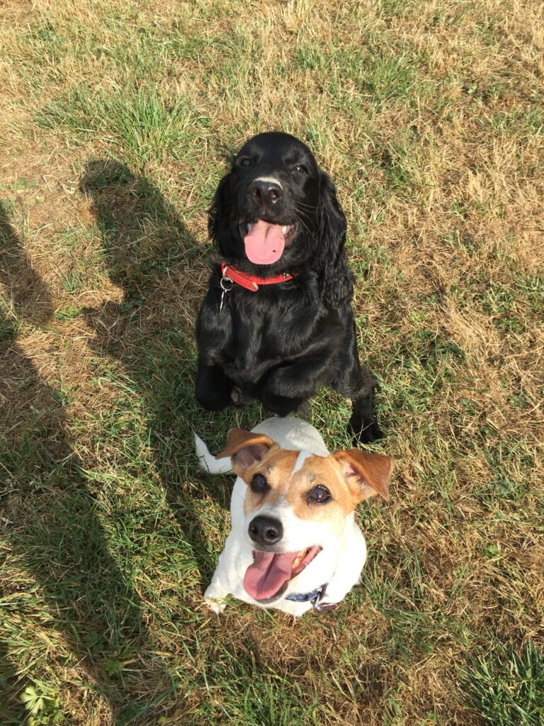 Lola and Bear Diary