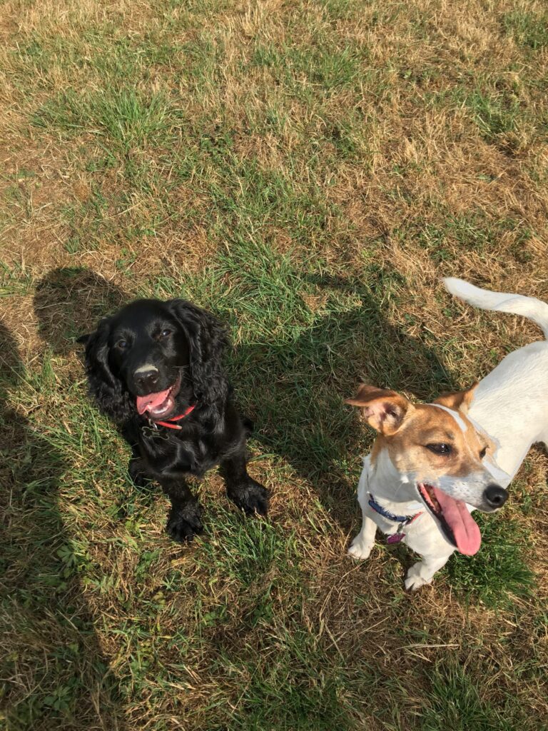 Lola and Bear Diary