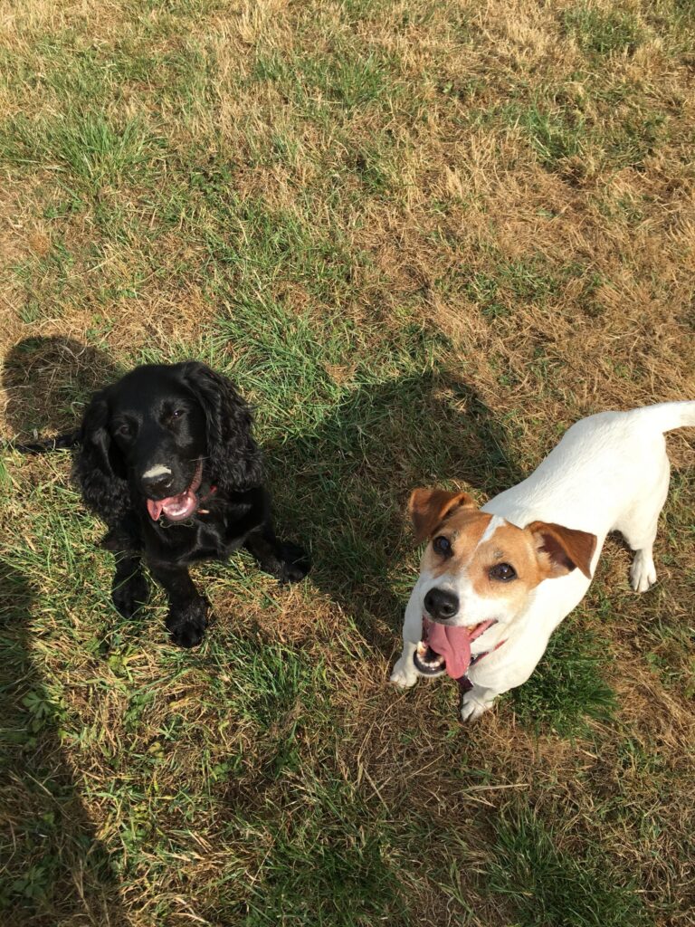 Lola and Bear Diary