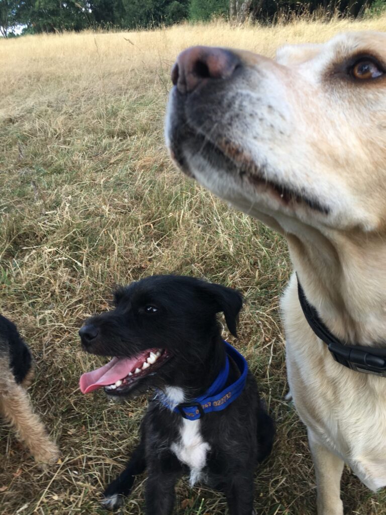 Griff Diary