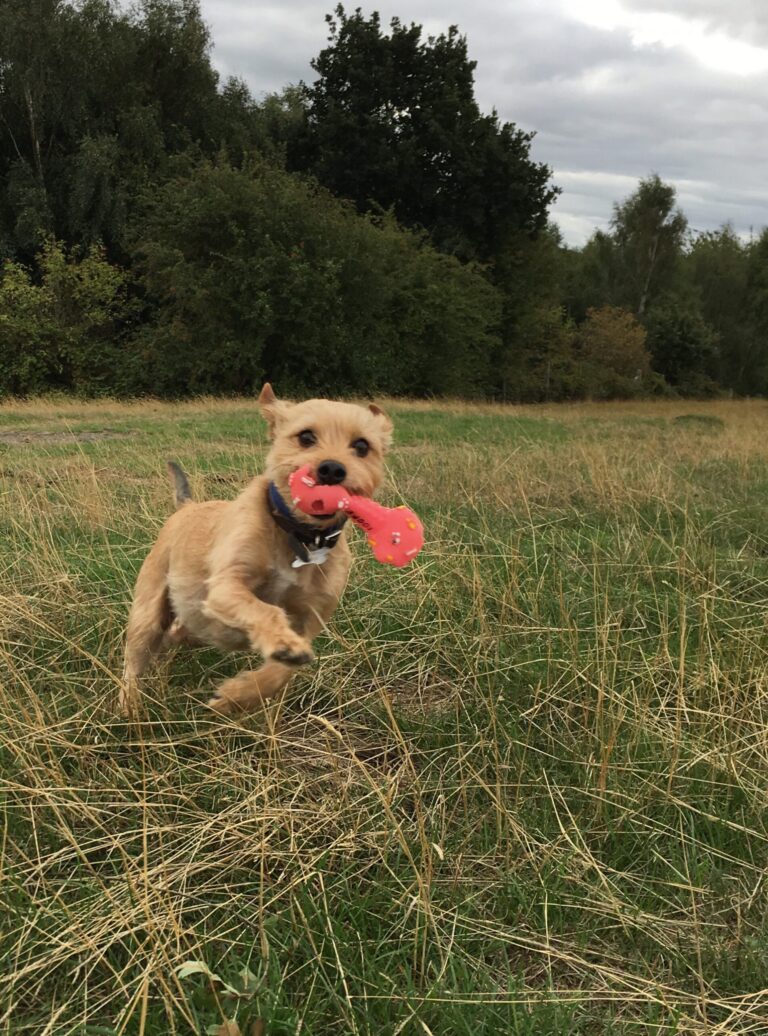 Sandy Diary