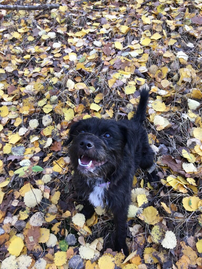 Griff Diary