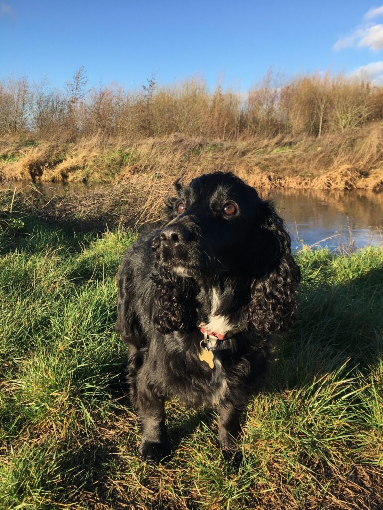 Teal Diary