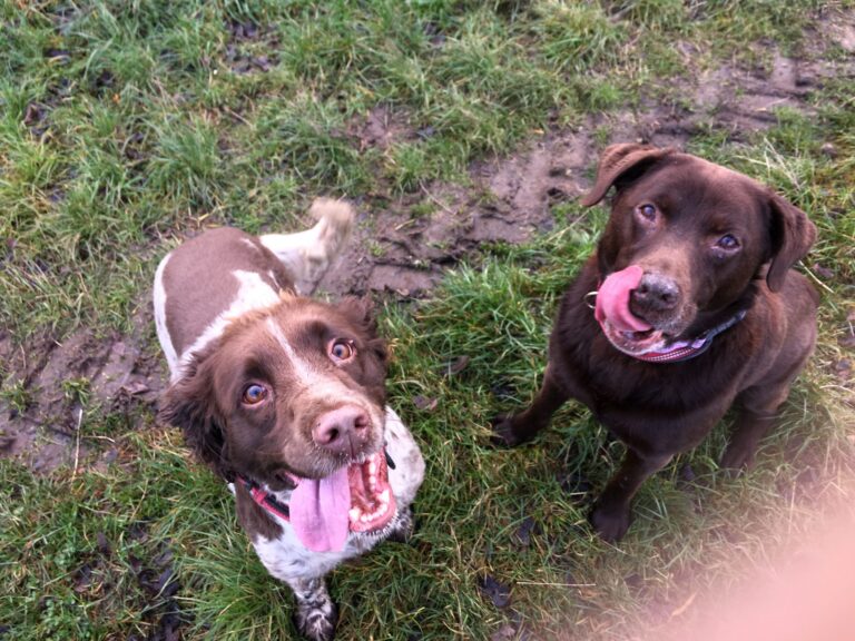 Tilly and Fraser Diary