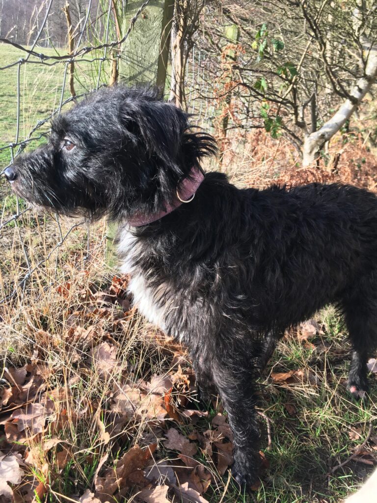 Griff Diary
