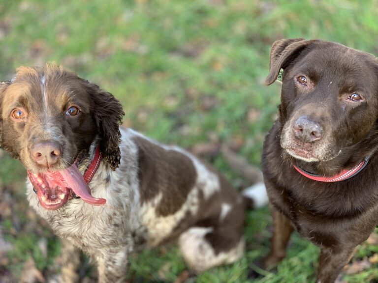 Tilly and Fraser Diary