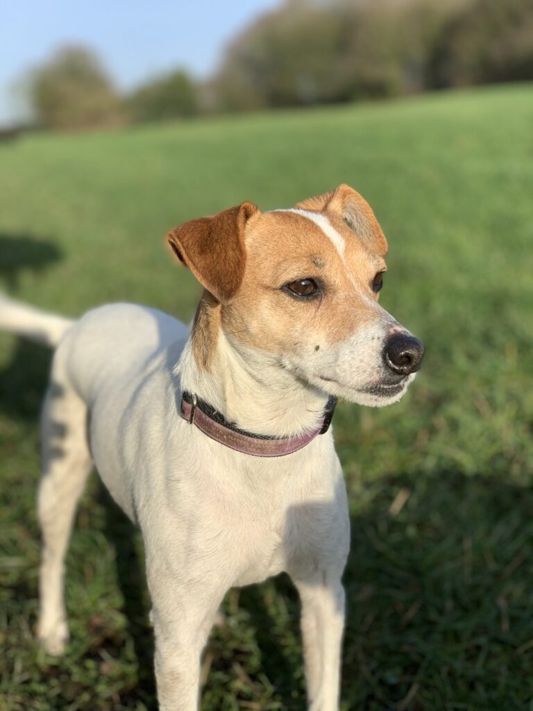 Lola Diary