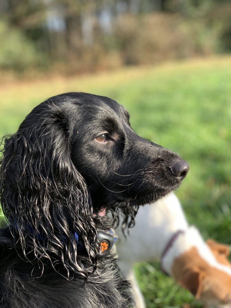 Lola and Bear Diary