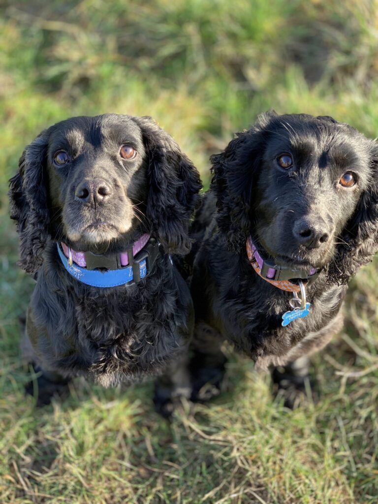 Hollie and Bella Diary