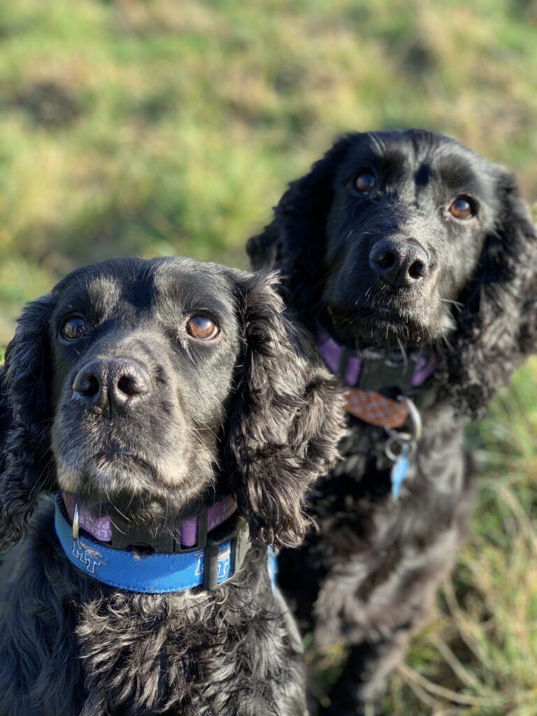 Hollie and Bella Diary