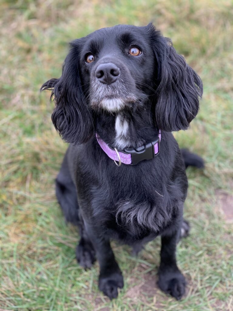 Maggie Diary