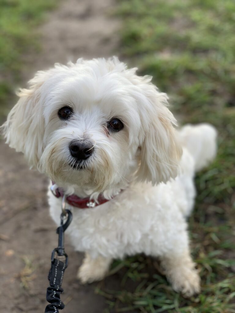 Poppy Diary